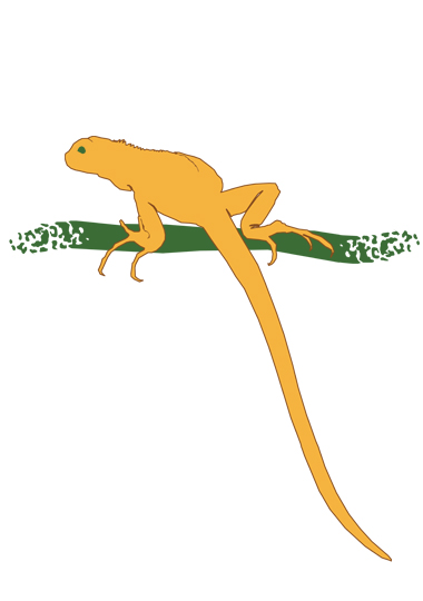 iguanaiguana